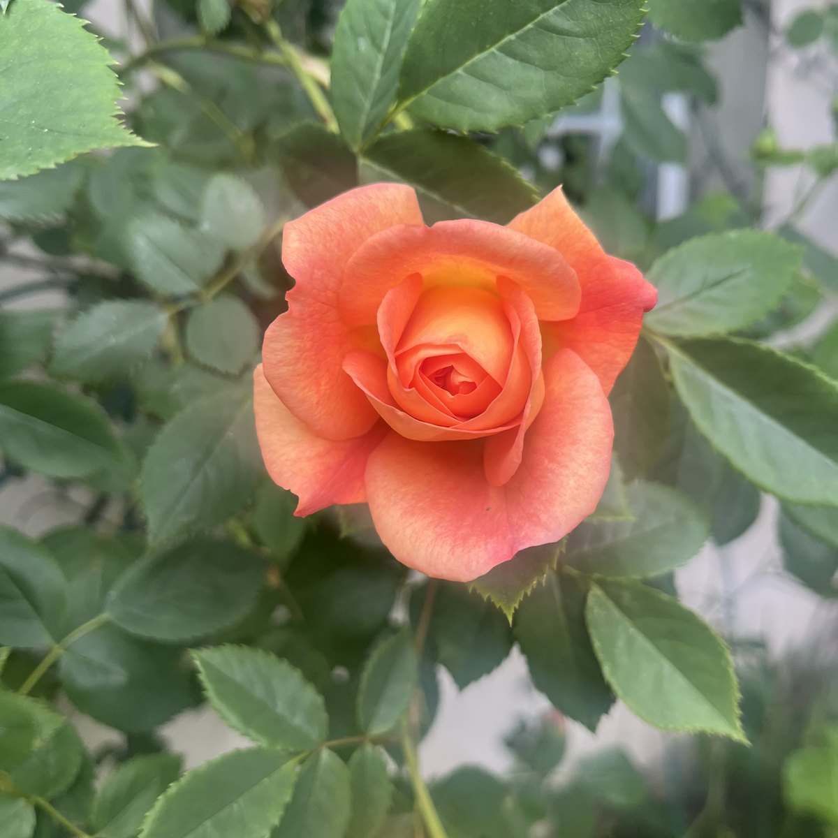 A rose in bloom in the cottage garden