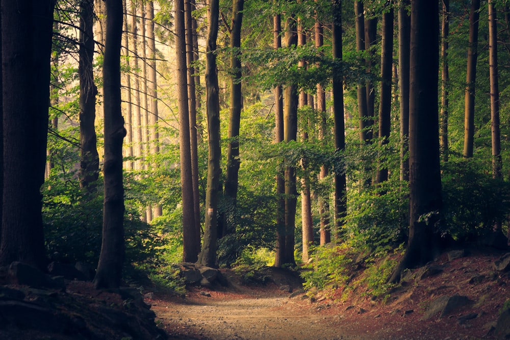 Trails & parks
